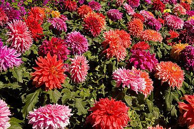 《孤岛惊魂6》将于11月30日直播 介绍新DLC