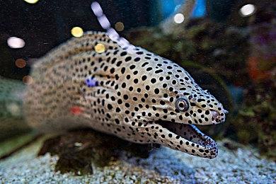 为了吾王 肉鸽建造游戏《九王》首周销量突破25万